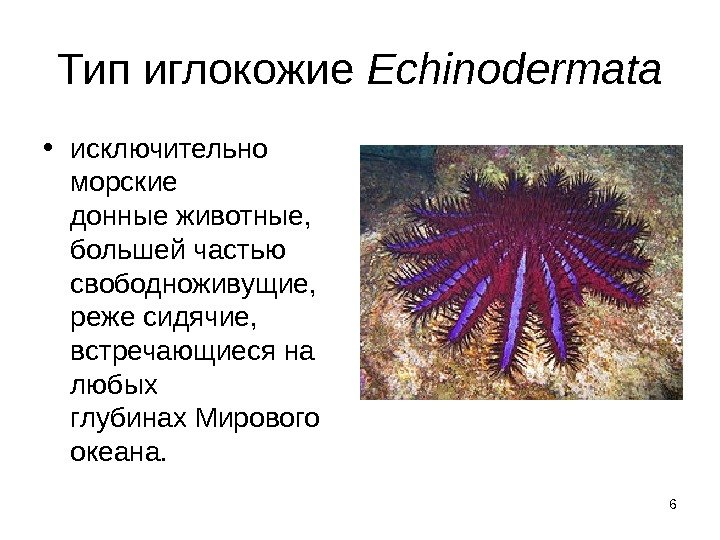 6 Тип иглокожие Echinodermata • исключительно морские донные животные,  большей частью свободноживущие, 