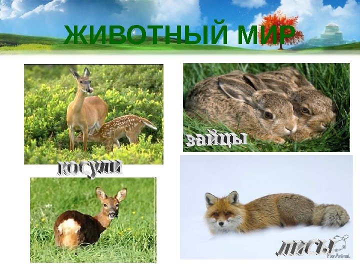 ЖИВОТНЫЙ МИР 