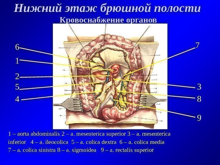   Нижний этаж брюшной полости Кровоснабжение органов 1 – aorta abdominalis 2 –