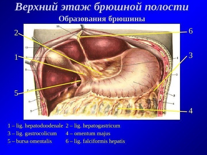   Верхний этаж брюшной полости Образования брюшины 1 – lig. hepatoduodenale 2 –