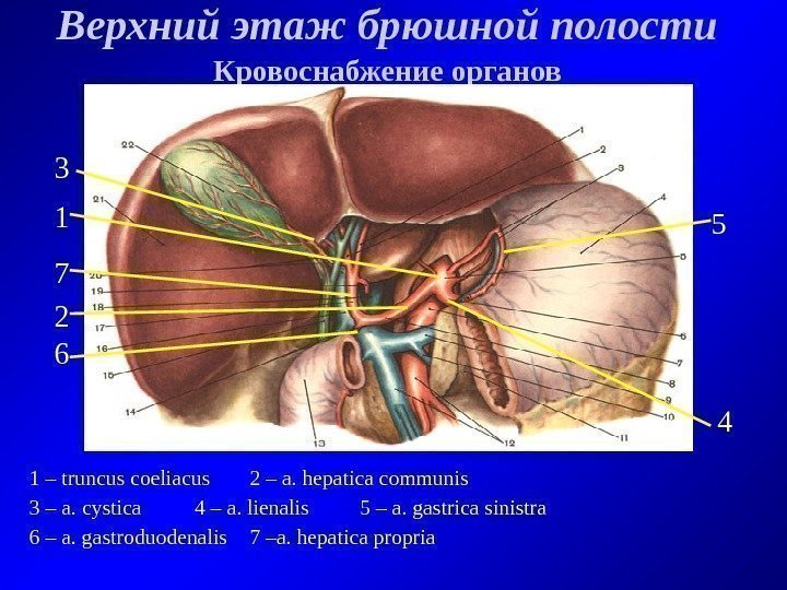   Верхний этаж брюшной полости Кровоснабжение органов 1 – truncus coeliacus 2 –