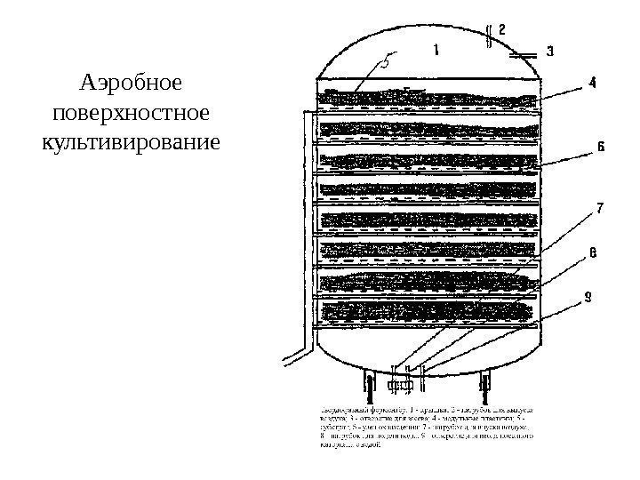 Аэробное поверхностное культивирование 