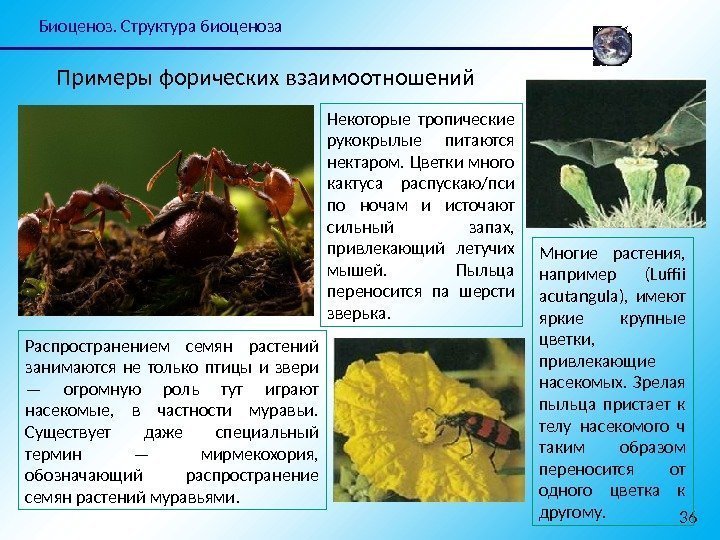 Биоценоз. Структура биоценоза 36 Примеры форических взаимоотношений Распространением семян растений занимаются не только птицы
