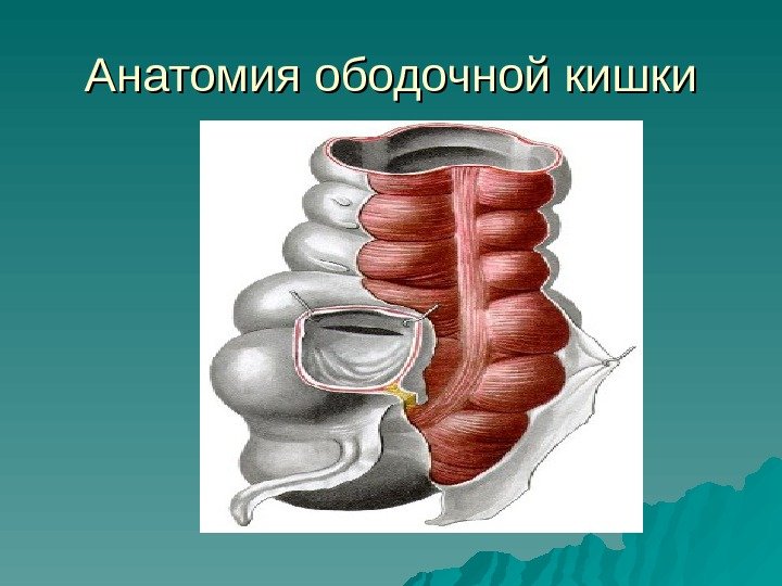   Анатомия ободочной кишки 