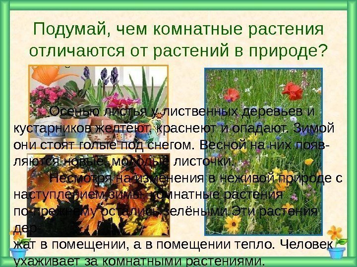 Подумай, чем комнатные растения отличаются от растений в природе? Осенью листья у лиственных деревьев