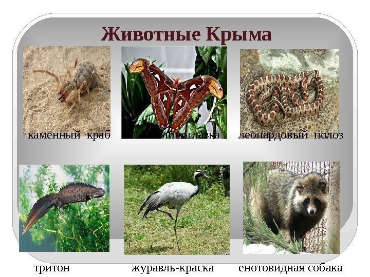  Животные Крыма каменный краб  павлиноглазка леопардовый полоз     тритон