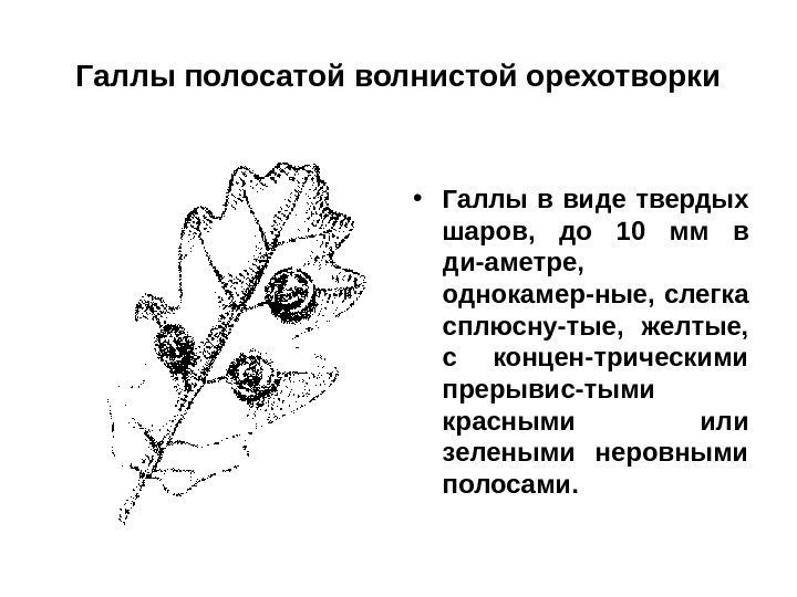 Галлы полосатой волнистой орехотворки • Галлы в виде твердых шаров,  до 10 мм