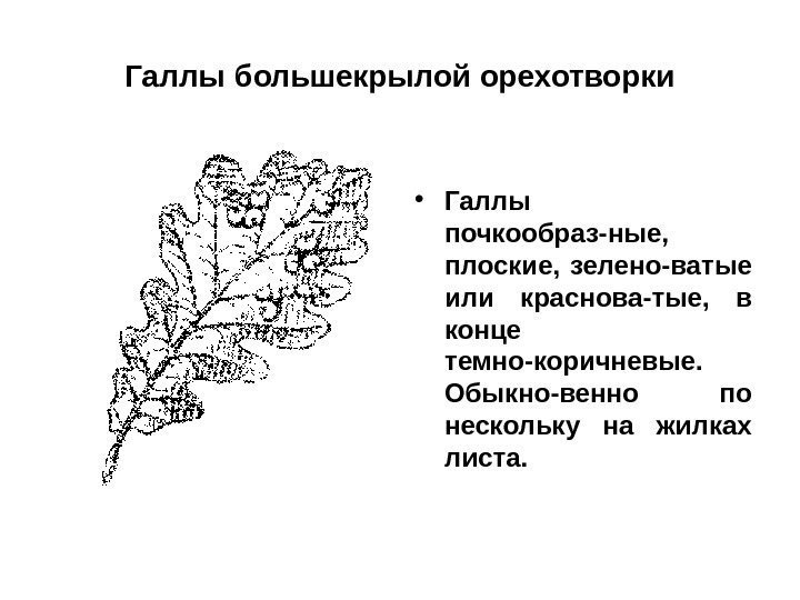 Галлы большекрылой орехотворки • Галлы почкообраз-ные,  плоские,  зелено-ватые или краснова-тые,  в