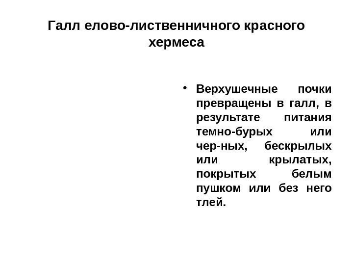 Галл елово-лиственничного красного хермеса • Верхушечные почки превращены в галл,  в результате питания