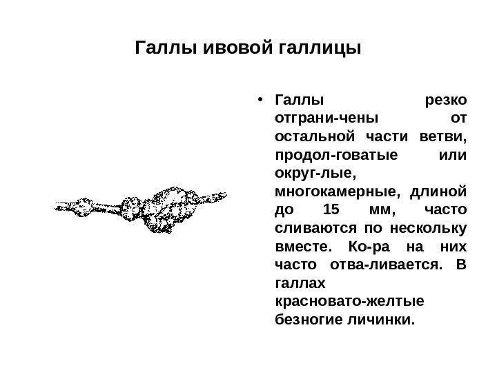 Галлы ивовой галлицы • Галлы резко отграни-чены от остальной части ветви,  продол-говатые или