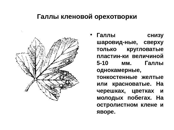 Галлы кленовой орехотворки • Галлы снизу шаровид-ные,  сверху только кругловатые пластин-ки величиной 5