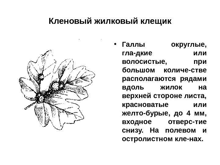 Кленовый жилковый клещик • Галлы округлые,  гла-дкие или волосистые,  при большом количе-стве