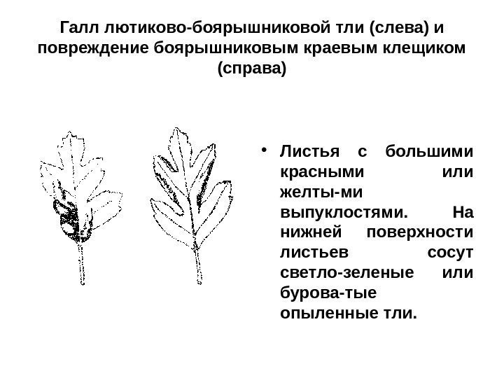 Галл лютиково-боярышниковой тли (слева) и повреждение боярышниковым краевым клещиком (справа) • Листья с большими
