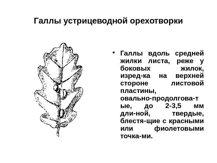 Галлы устрицеводной орехотворки • Галлы вдоль средней жилки листа,  реже у боковых жилок,