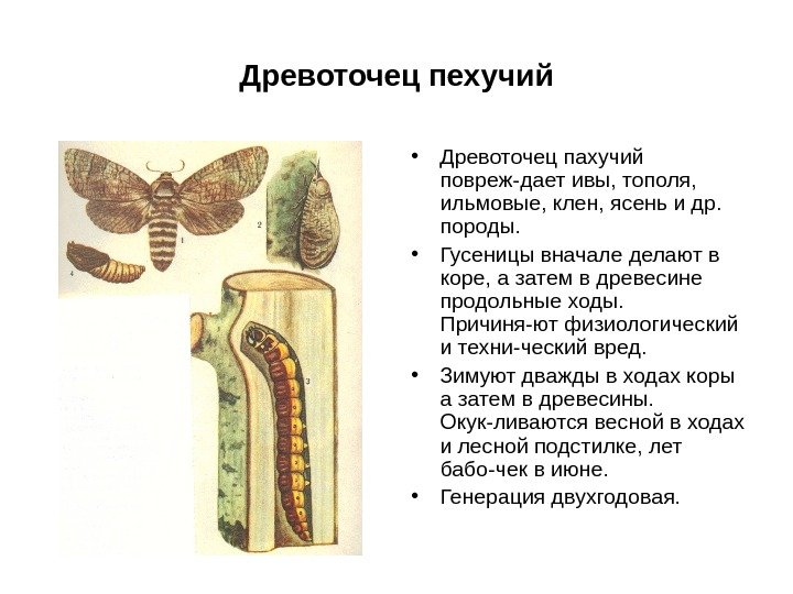 Древоточец пехучий • Древоточец пахучий повреж-дает ивы, тополя,  ильмовые, клен, ясень и др.