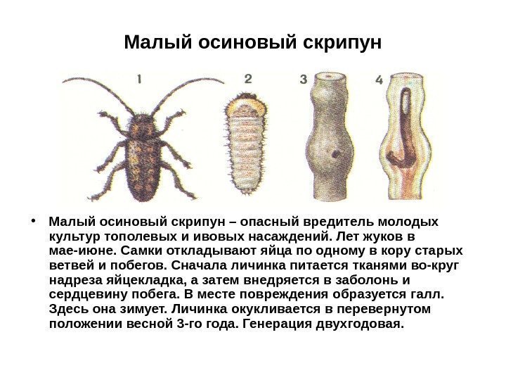 Малый осиновый скрипун • Малый осиновый скрипун – опасный вредитель молодых культур тополевых и