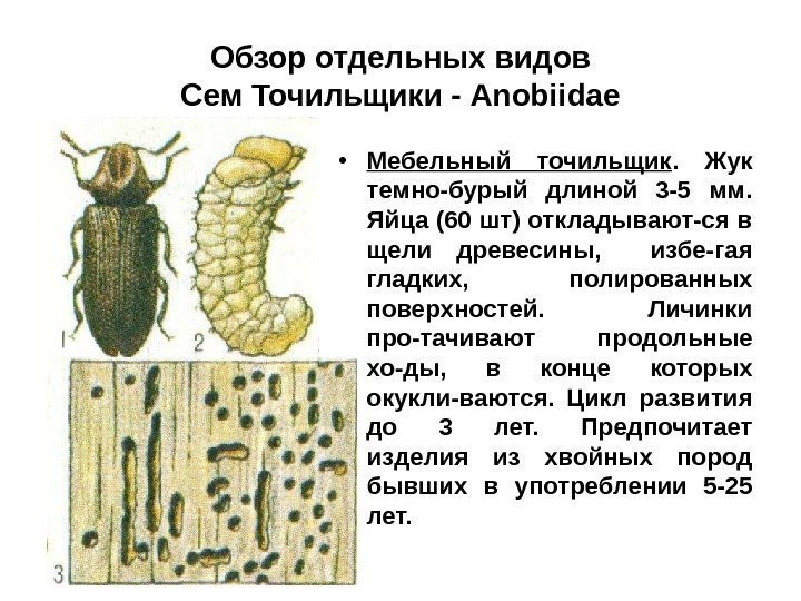 Обзор отдельных видов Сем Точильщики - Anobiidae • Мебельный точильщик.  Жук темно-бурый длиной