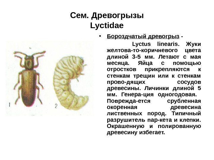 Сем. Древогрызы Lyctidae • Бороздчатый древогрыз -  Lyctus linearis.  Жуки желтова-то-коричневого цвета