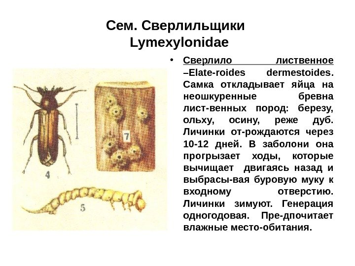 Сем. Сверлильщики  Lymexylonidae • Сверлило лиственное  – Elate - roides dermestoides. 