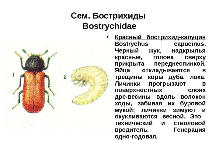 Сем. Бострихиды Bostrychidae • Красный бострихид-капуцин  Bostrychus capucinus.  Черный жук,  надкрылья