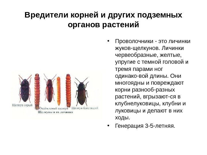 Вредители корней и других подземных органов растений • Проволочники - это личинки жуков-щелкунов. Личинки