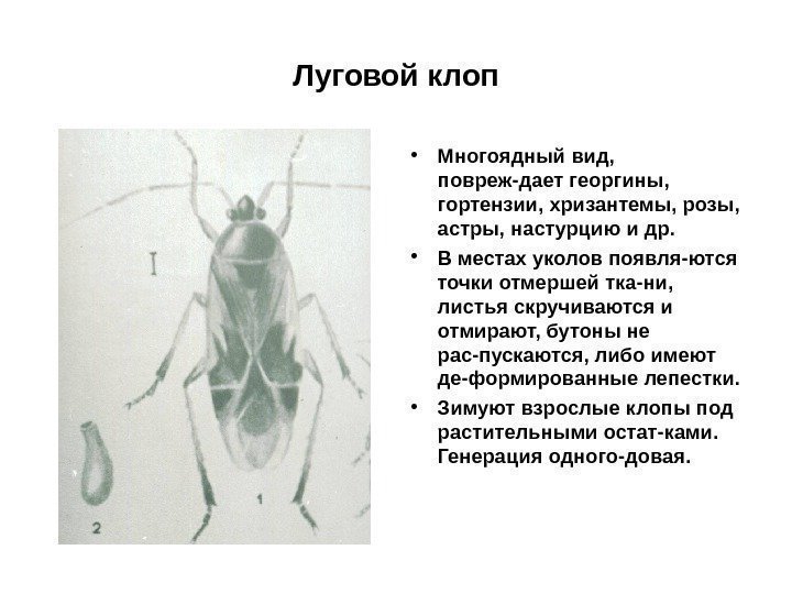 Луговой клоп • Многоядный вид,  повреж-дает георгины,  гортензии, хризантемы, розы,  астры,