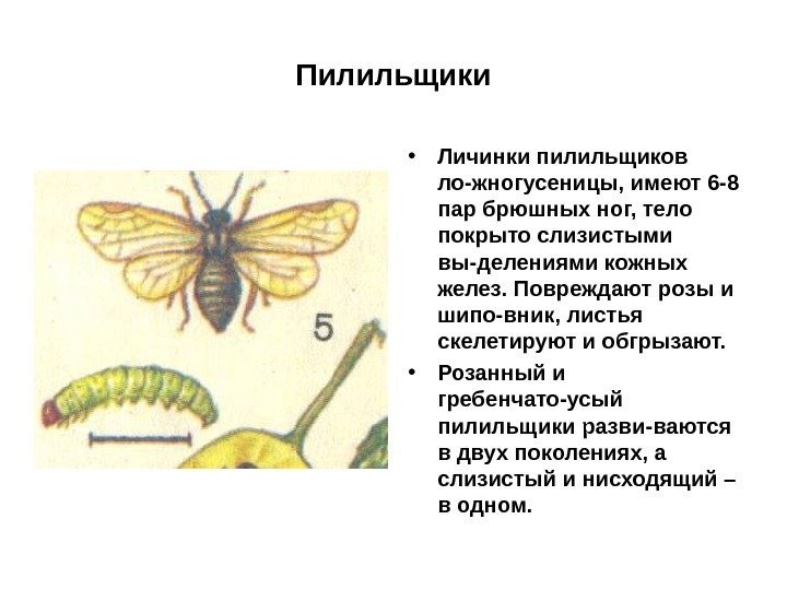 Пилильщики • Личинки пилильщиков ло-жногусеницы, имеют 6 -8 пар брюшных ног, тело покрыто слизистыми