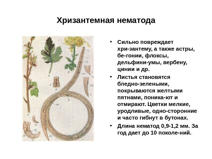 Хризантемная нематода • Сильно повреждает хри-зантему, а также астры,  бе-гонии, флоксы,  дельфини-умы,