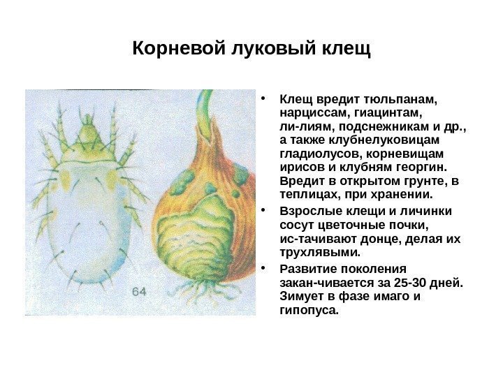 Корневой луковый клещ • Клещ вредит тюльпанам,  нарциссам, гиацинтам,  ли-лиям, подснежникам и