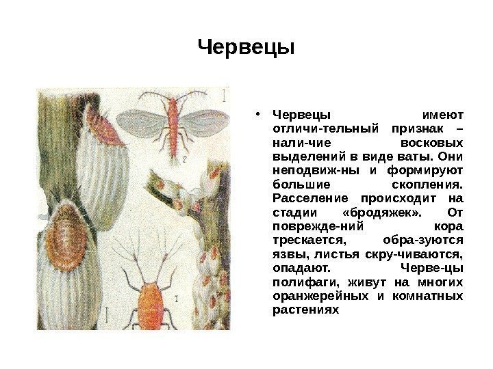 Червецы • Червецы имеют отличи-тельный признак – нали-чие восковых выделений в виде ваты. Они