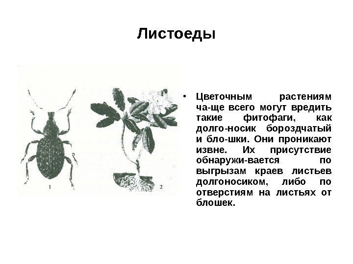 Листоеды • Цветочным растениям ча-ще всего могут вредить такие фитофаги,  как долго-носик бороздчатый
