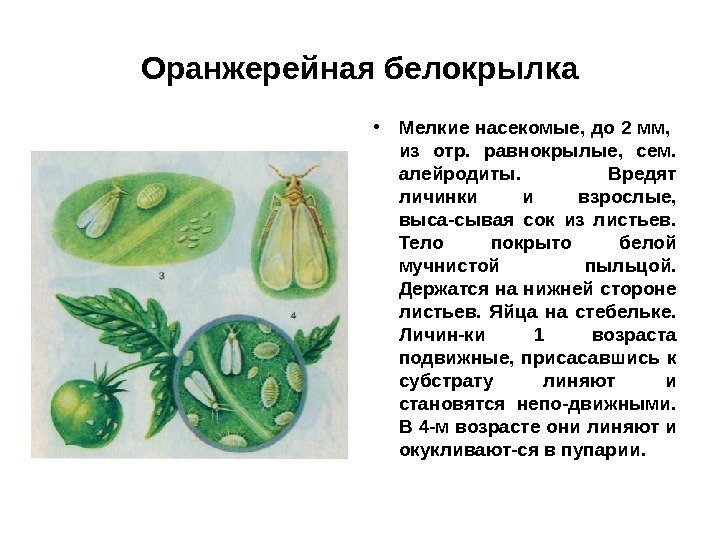 Оранжерейная белокрылка • Мелкие насекомые, до 2 мм,  из отр.  равнокрылые, 