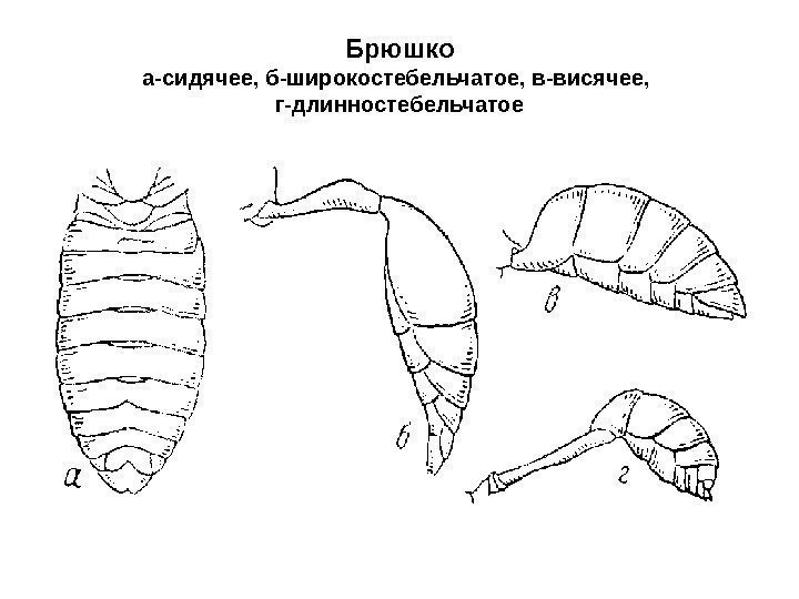 Брюшко а-сидячее, б-широкостебельчатое, в-висячее,  г-длинностебельчатое 