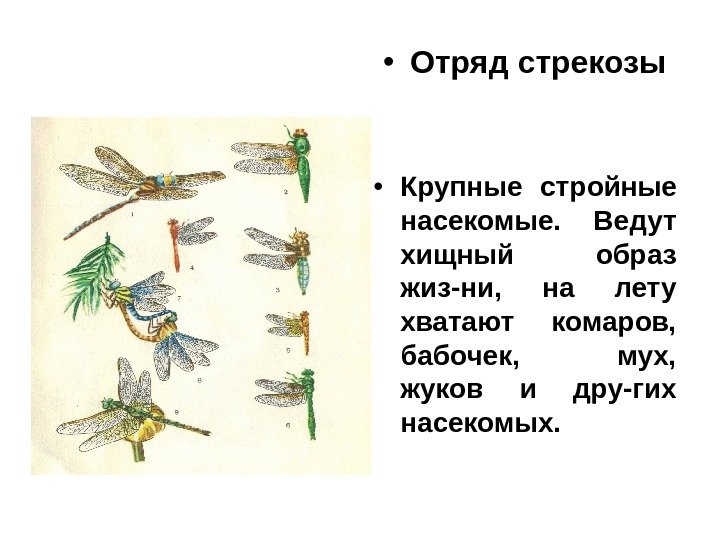  • Отряд стрекозы • Крупные стройные насекомые.  Ведут хищный образ жиз-ни, 