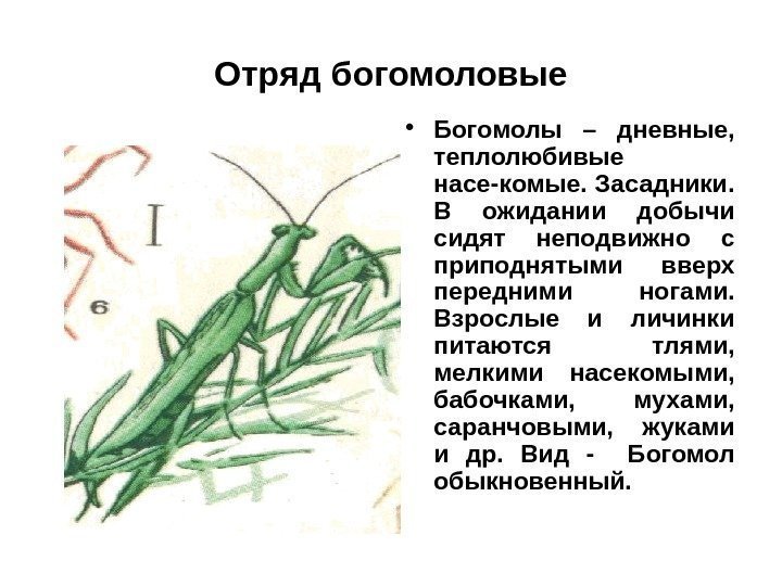 Отряд богомоловые • Богомолы – дневные,  теплолюбивые насе-комые. Засадники.  В ожидании добычи