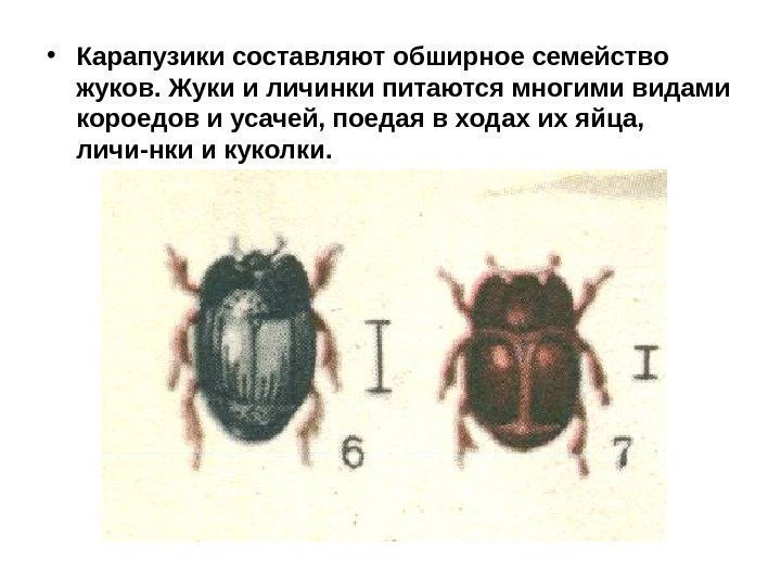  • Карапузики составляют обширное семейство жуков. Жуки и личинки питаются многими видами короедов