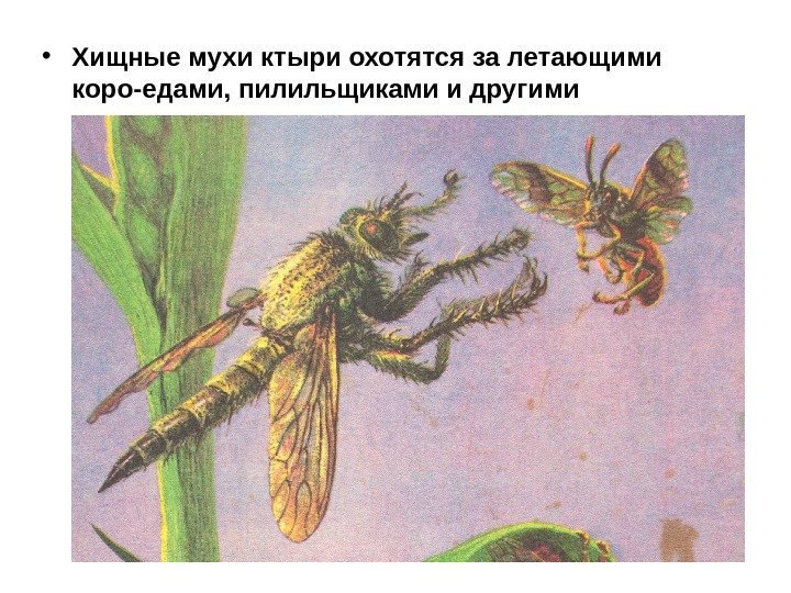 • Хищные мухи ктыри охотятся за летающими коро-едами, пилильщиками и другими насекомыми. 