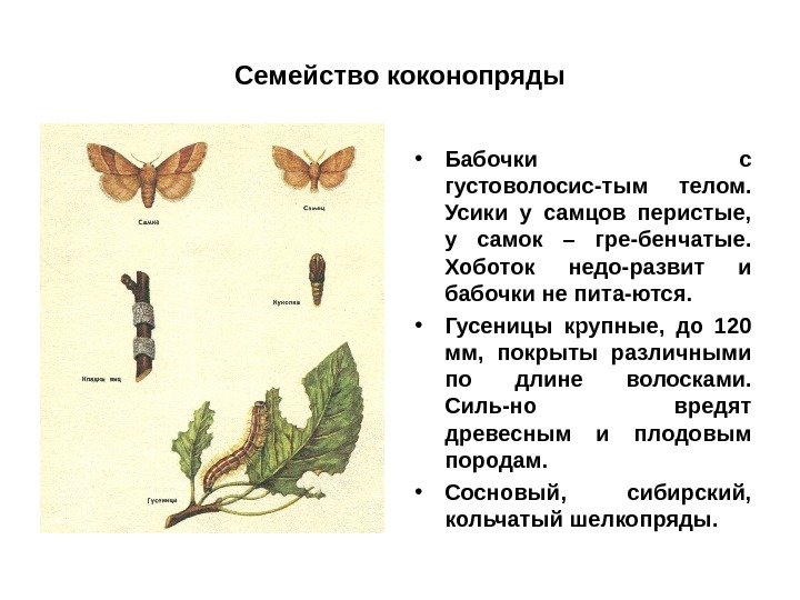Семейство коконопряды • Бабочки с густоволосис-тым телом.  Усики у самцов перистые,  у