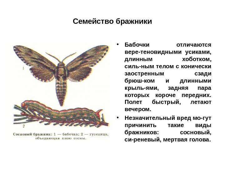 Семейство бражники • Бабочки отличаются вере-теновидными усиками,  длинным хоботком,  силь-ным телом с