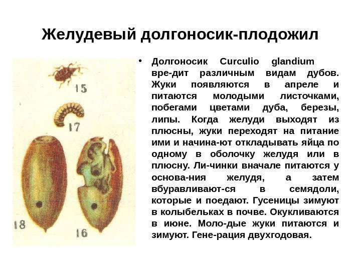 Желудевый долгоносик-плодожил • Долгоносик Curculio glandium вре-дит различным видам дубов.  Жуки появляются в