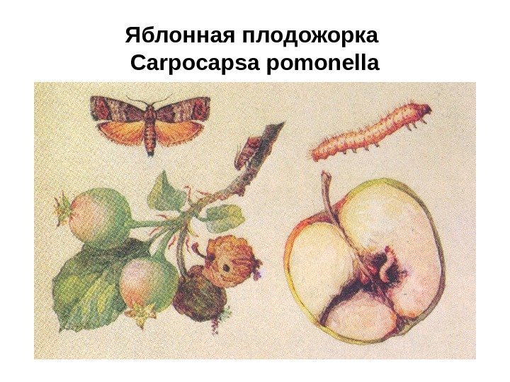 Яблонная плодожорка Carpocapsa pomonella 