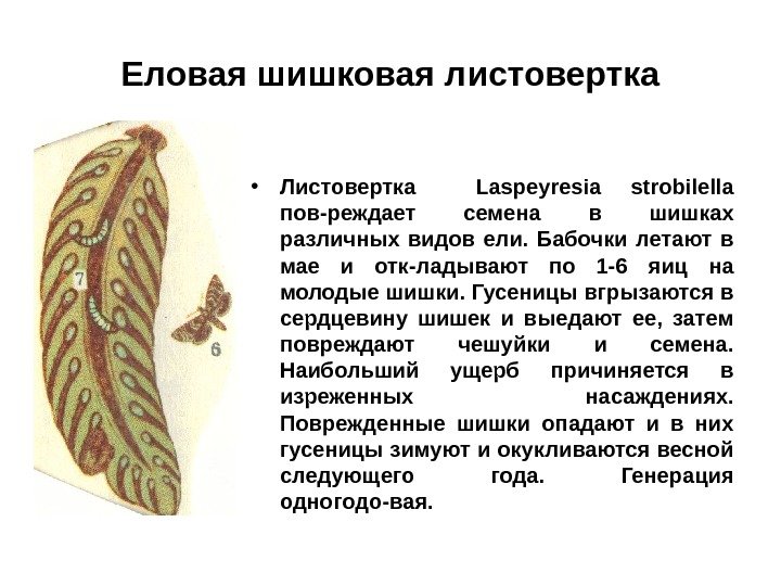 Еловая шишковая листовертка • Листовертка  Laspeyresia strobilella пов - реждает семена в шишках