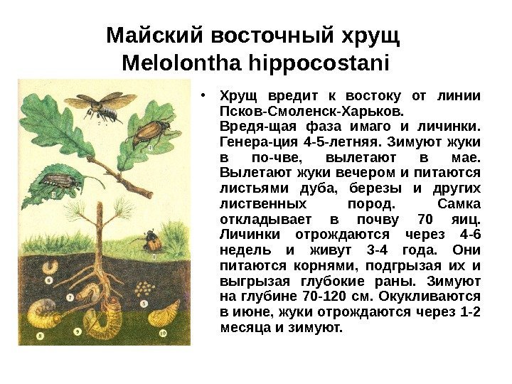 Майский восточный хрущ Melolontha hippocostani • Хрущ вредит к востоку от линии Псков-Смоленск-Харьков. 