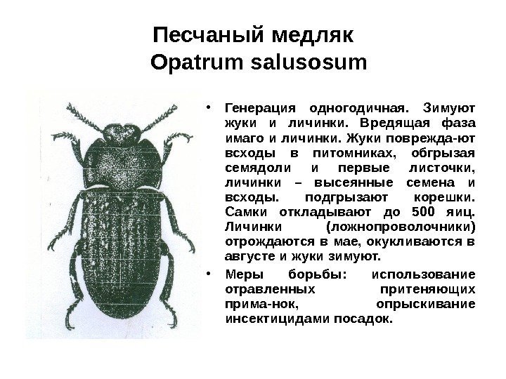 Песчаный медляк  Opatrum salusosum • Генерация одногодичная.  Зимуют жуки и личинки. 