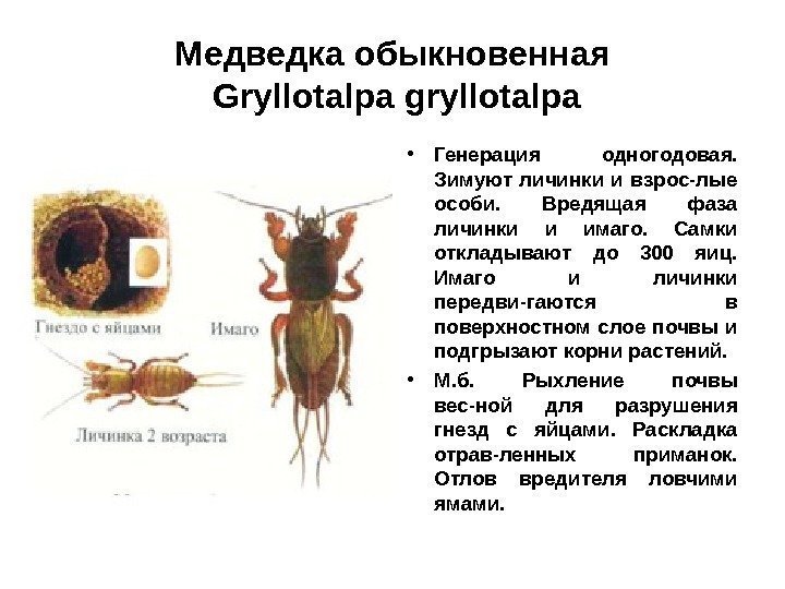 Медведка обыкновенная Gryllotalpa gryllotalpa • Генерация одногодовая.  Зимуют личинки и взрос-лые особи. 