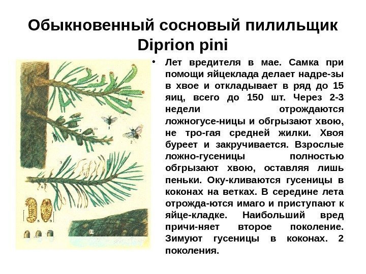Обыкновенный сосновый пилильщик Diprion pini • Лет вредителя в мае.  Самка при помощи