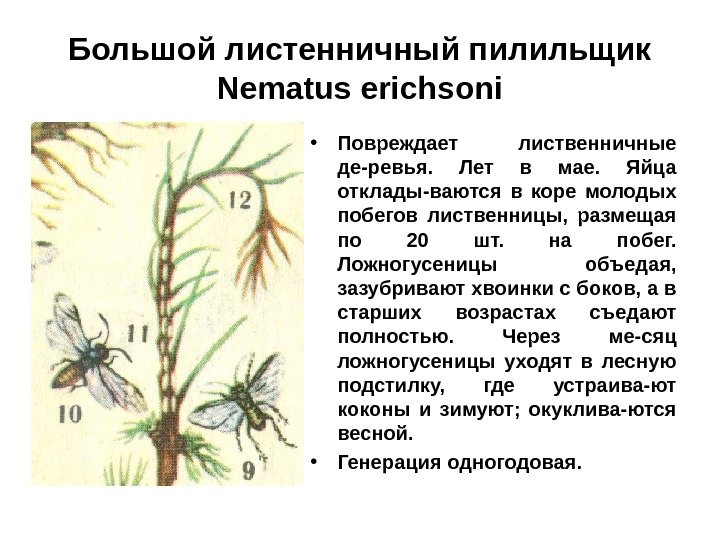 Большой листенничный пилильщик Nematus erichsoni • Повреждает лиственничные де-ревья.  Лет в мае. 