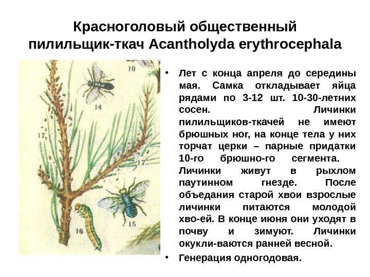 Красноголовый общественный пилильщик-ткач Acantholyda erythrocephala • Лет с конца апреля до середины мая. 