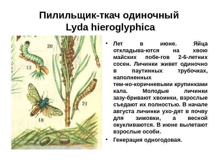 Пилильщик-ткач одиночный Lyda hieroglyphica • Лет в июне.  Яйца откладыва-ются на хвою майских