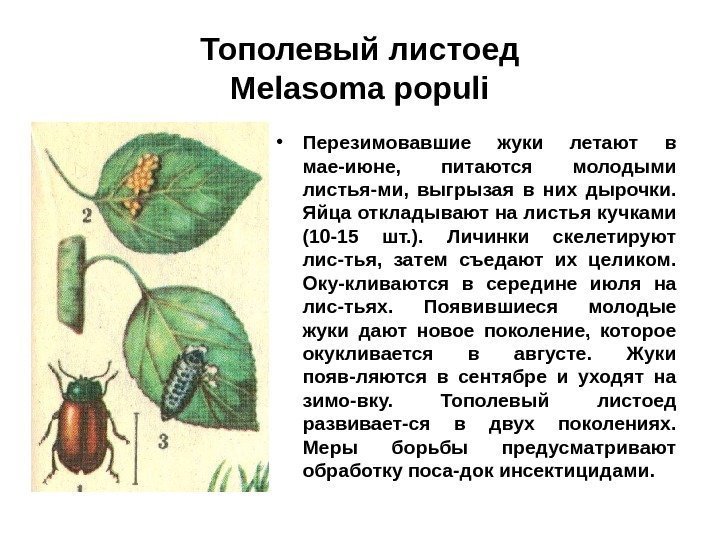Тополевый листоед Melasoma populi • Перезимовавшие жуки летают в мае-июне,  питаются молодыми листья-ми,